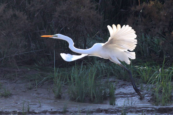 Grote Ziverreiger